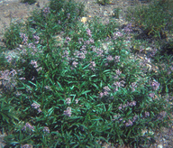 Yerba Santa