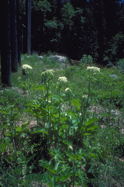 Cow Parsnip