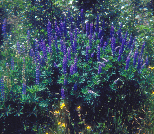 Lupinus polyphyllus