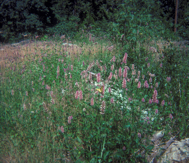 Giant Hyssop