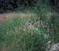 Giant Hyssop