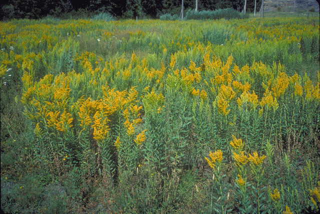 Clone of Goldenrod