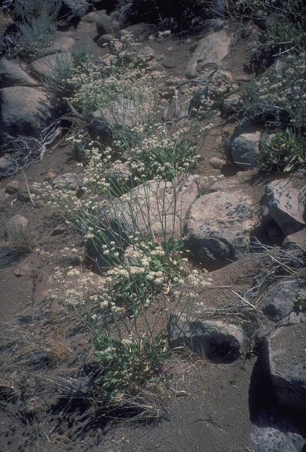 Buckwheat