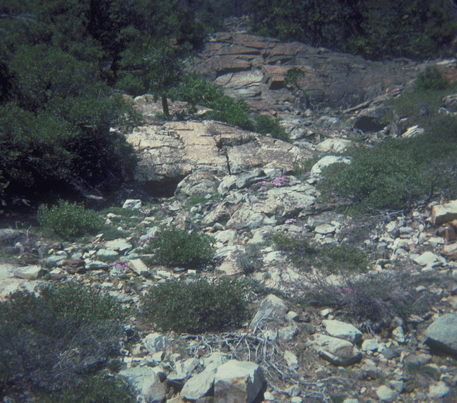 Metasedimentary rock garden