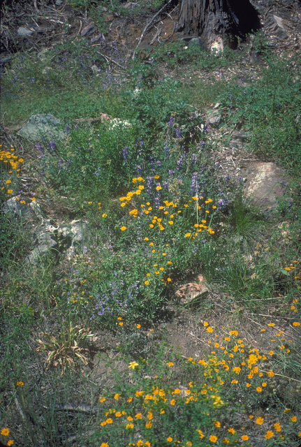 Woolly Sunflower