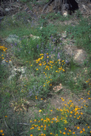 Woolly Sunflower