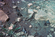 Pale Swallowtails on wet soil