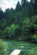 View of streamside vegetation