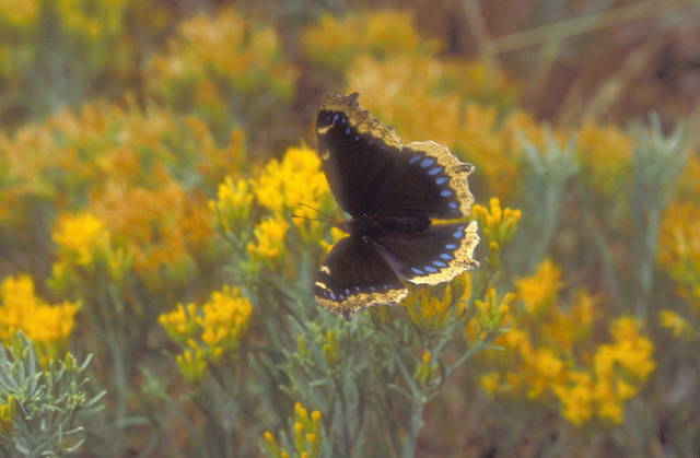 Mourning Cloak on rabbitbrush