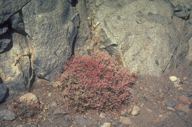 Wright's Buckwheat