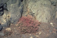 Wright's Buckwheat