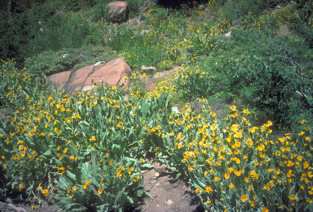 Mule's Ear