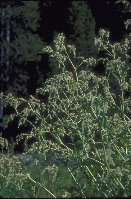 Polygonum phytolaccoides