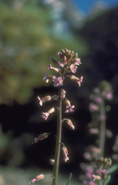 Arabis holboelii