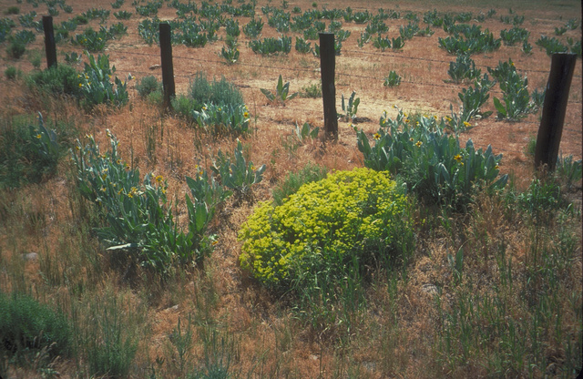 Sulphur Flower