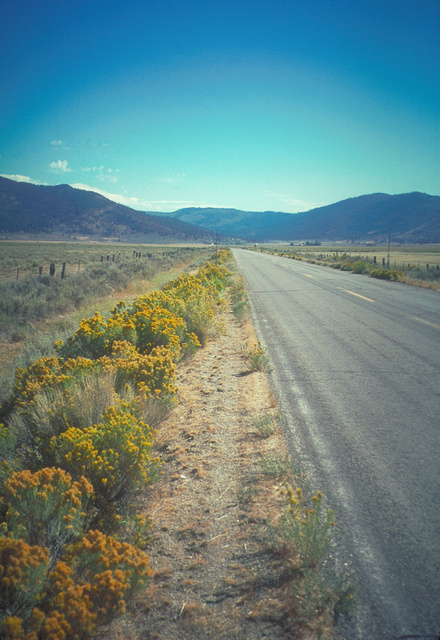 Roadside Rabbitbrush