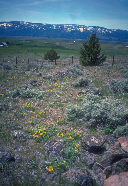 Early-season butterfly habitat