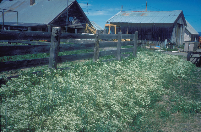 Whitetop (Cardaria pubescebs)