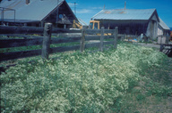 Whitetop (Cardaria pubescebs)