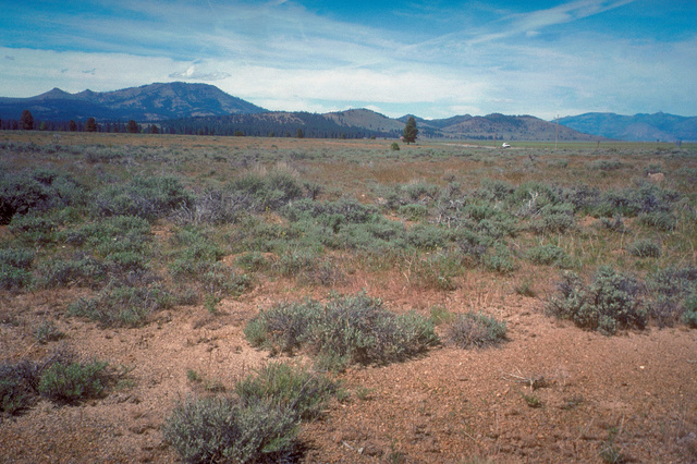 High-altitufde Sagebrush