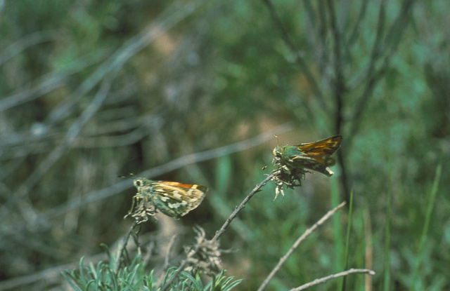 Courtship of the Yuba Skipper