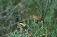 Courtship of the Yuba Skipper