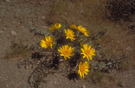 Cut-leaf Balsamroot