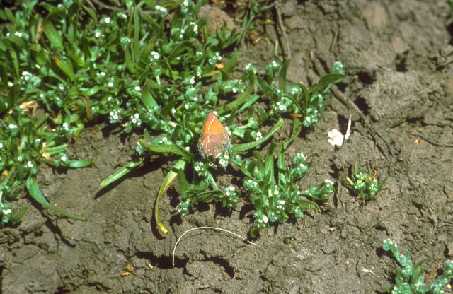 Mitoura nectaring on wildflower