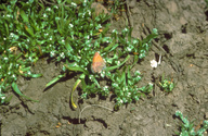 Mitoura nectaring on wildflower