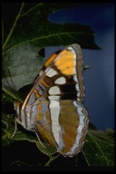 Adelpha bredowii california