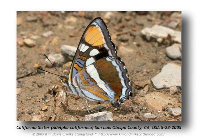 Adelpha bredowii california