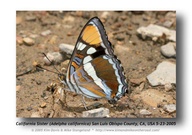 Adelpha bredowii california