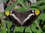 Adelpha bredowii california