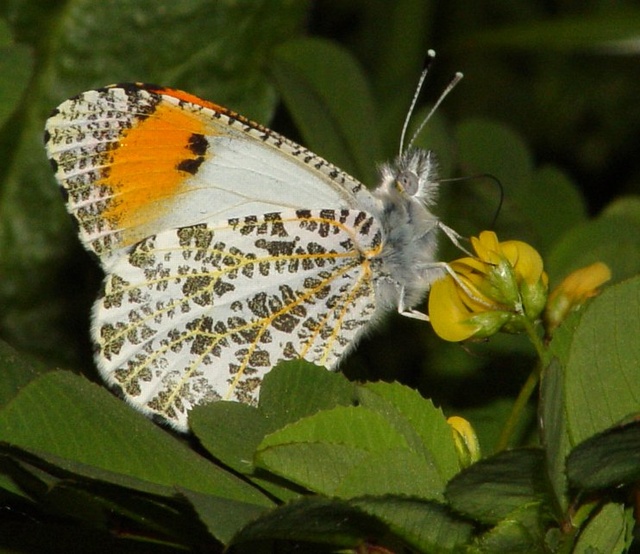 Anthocharis sara sara