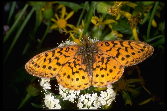 Boloria epithore