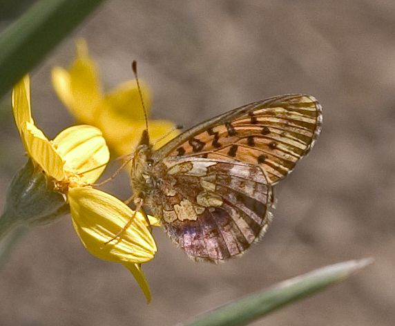 Boloria epithore