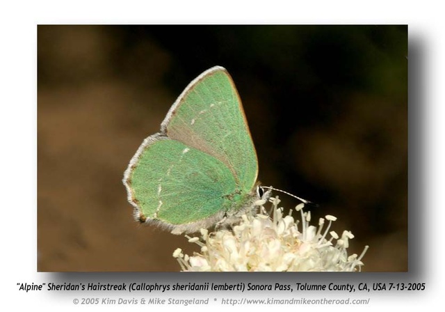 Callophrys sheridanii lemberti