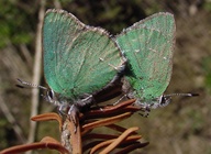 Callophrys sheridanii lemberti