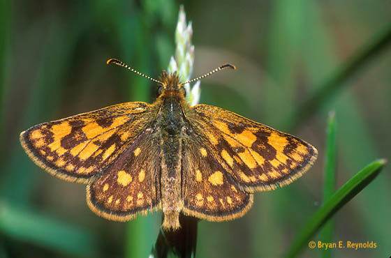 Carterocephalus palaemon