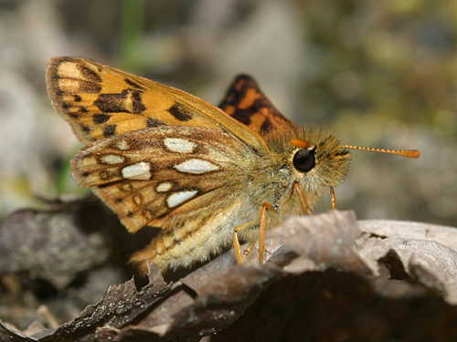 Carterocephalus palaemon