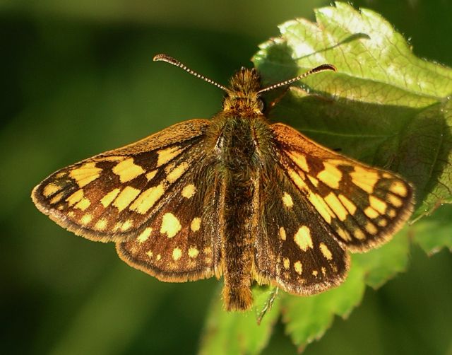 Carterocephalus palaemon