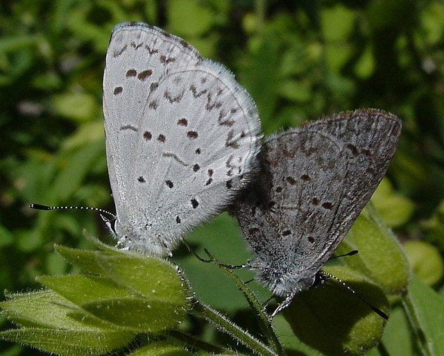 Celastrina ladon echo