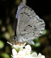 Celastrina ladon echo