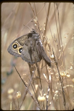 Cercyonis pegala boopis