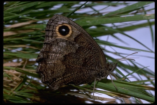 Cercyonis pegala boopis