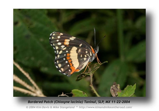 Chlosyne lacinia