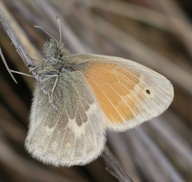 Coenonympha tullia ampelos