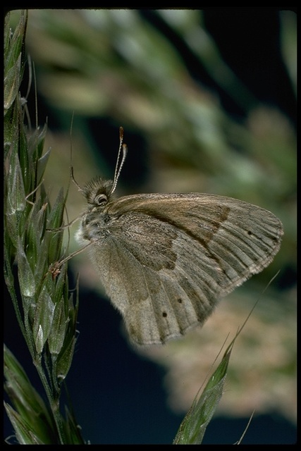 Coenonympha tullia california