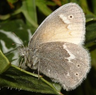 Coenonympha tullia california