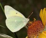 Colias alexandra